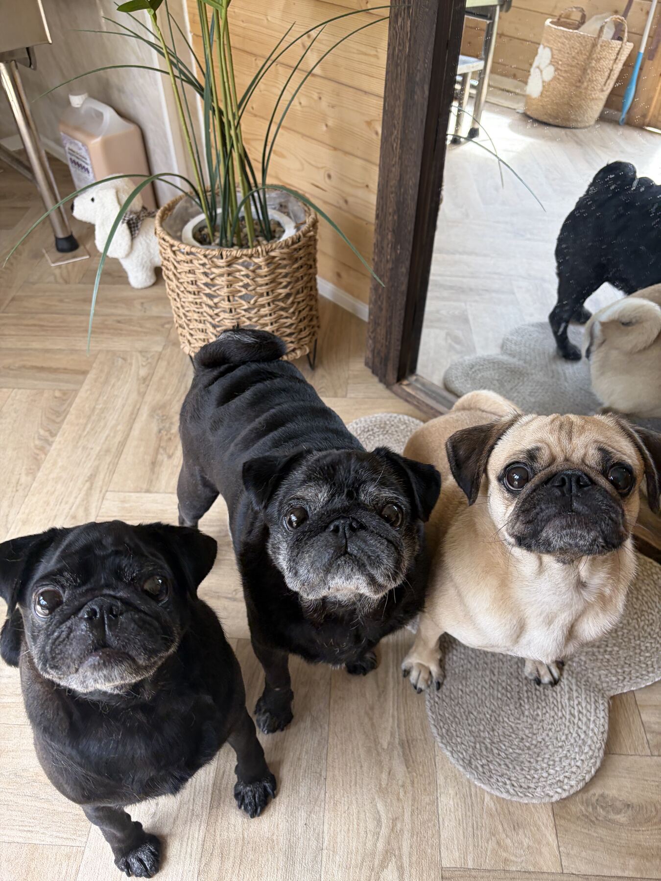Three happy Pugs visiting the Four Paws & Co studio