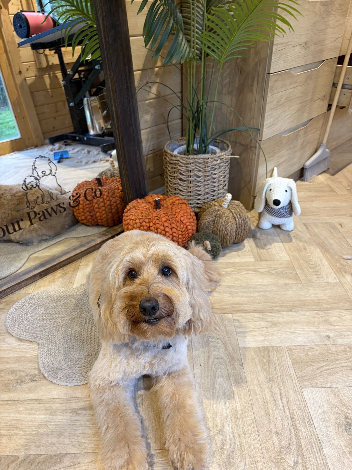 Groomed Cockapoo lying on a paw-shaped rug with autumn decorations