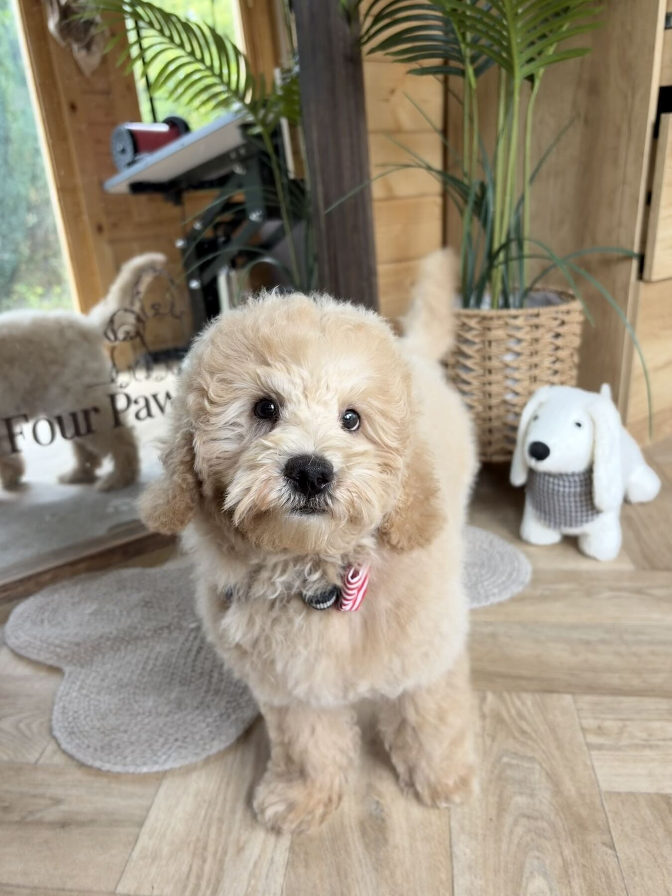 Fluffy apricot doodle after a full groom at Four Paws & Co