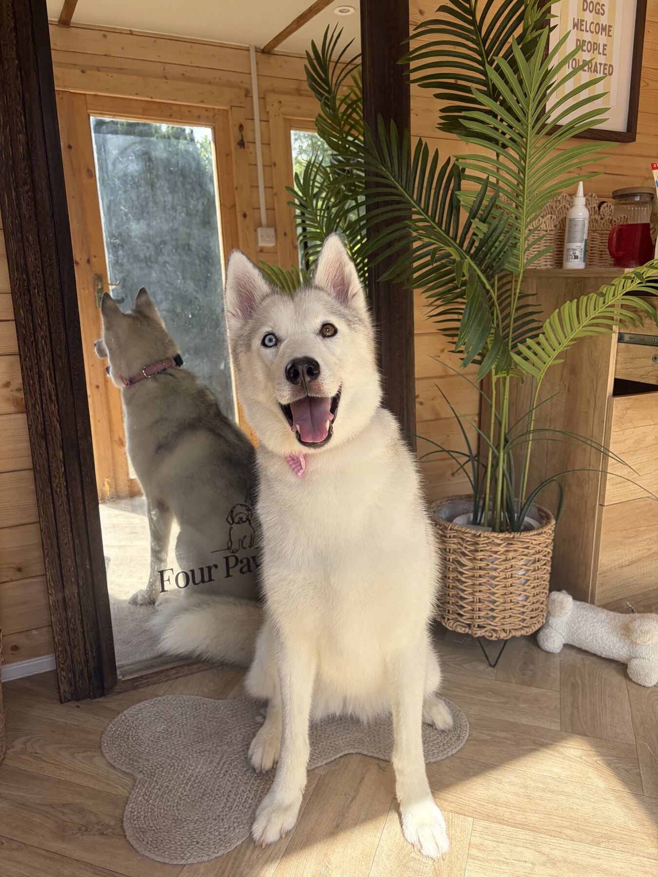 Smiling white Husky sitting in the grooming studio